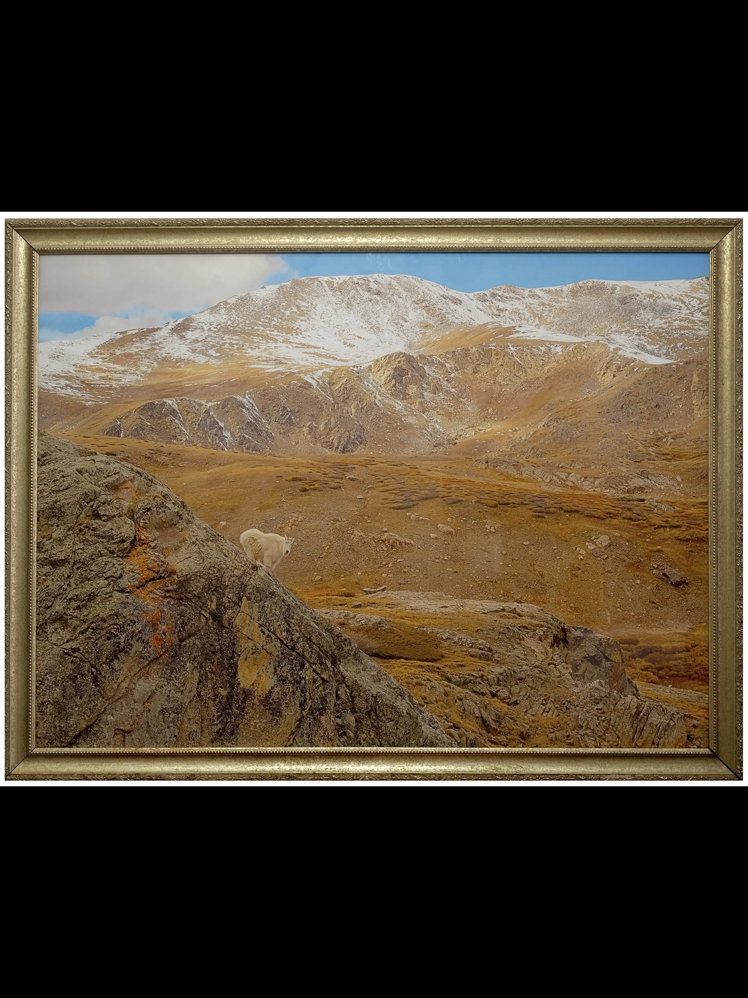 "American Mountain Goat"