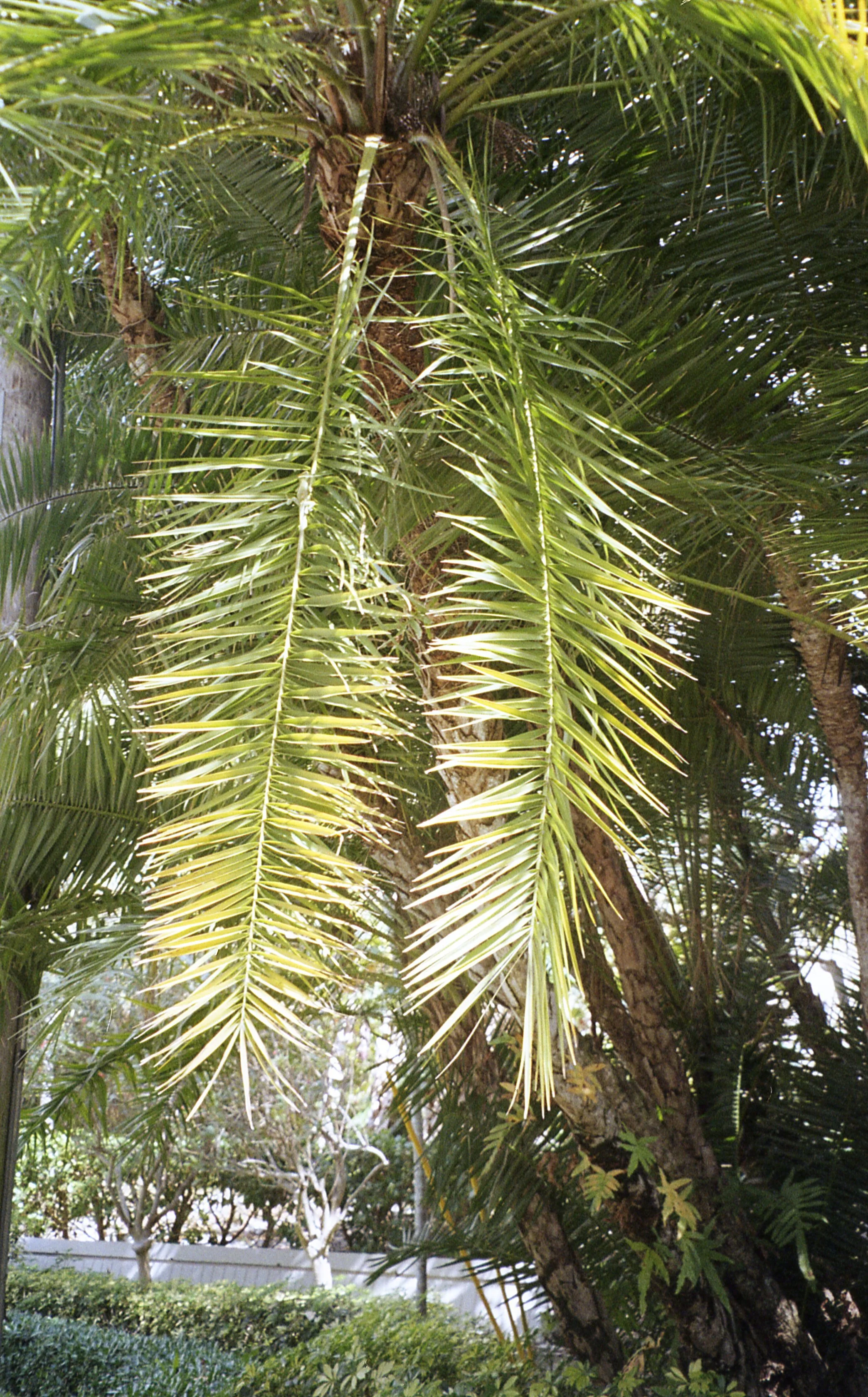 Pocket pentax362.jpg