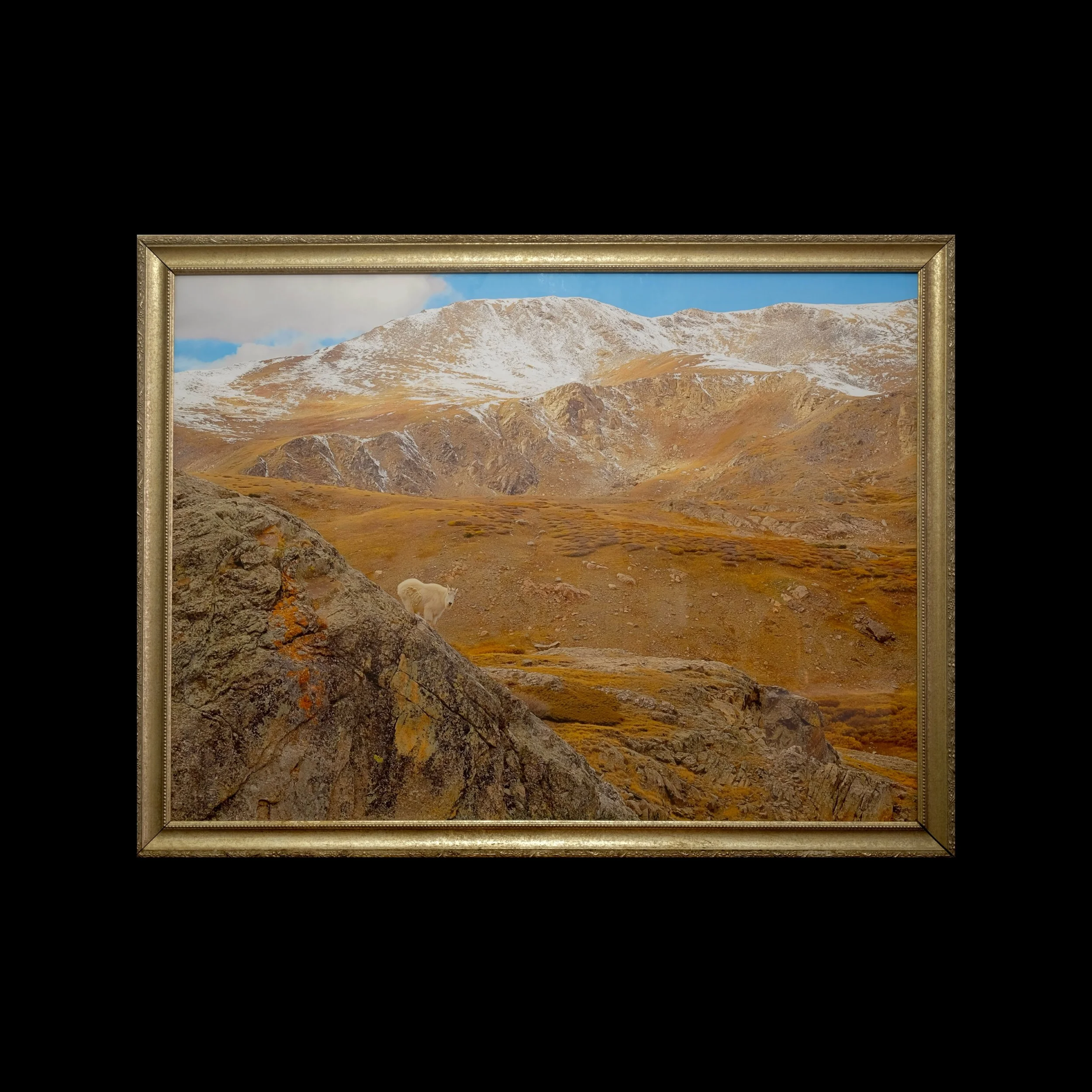 "American Mountain Goat"