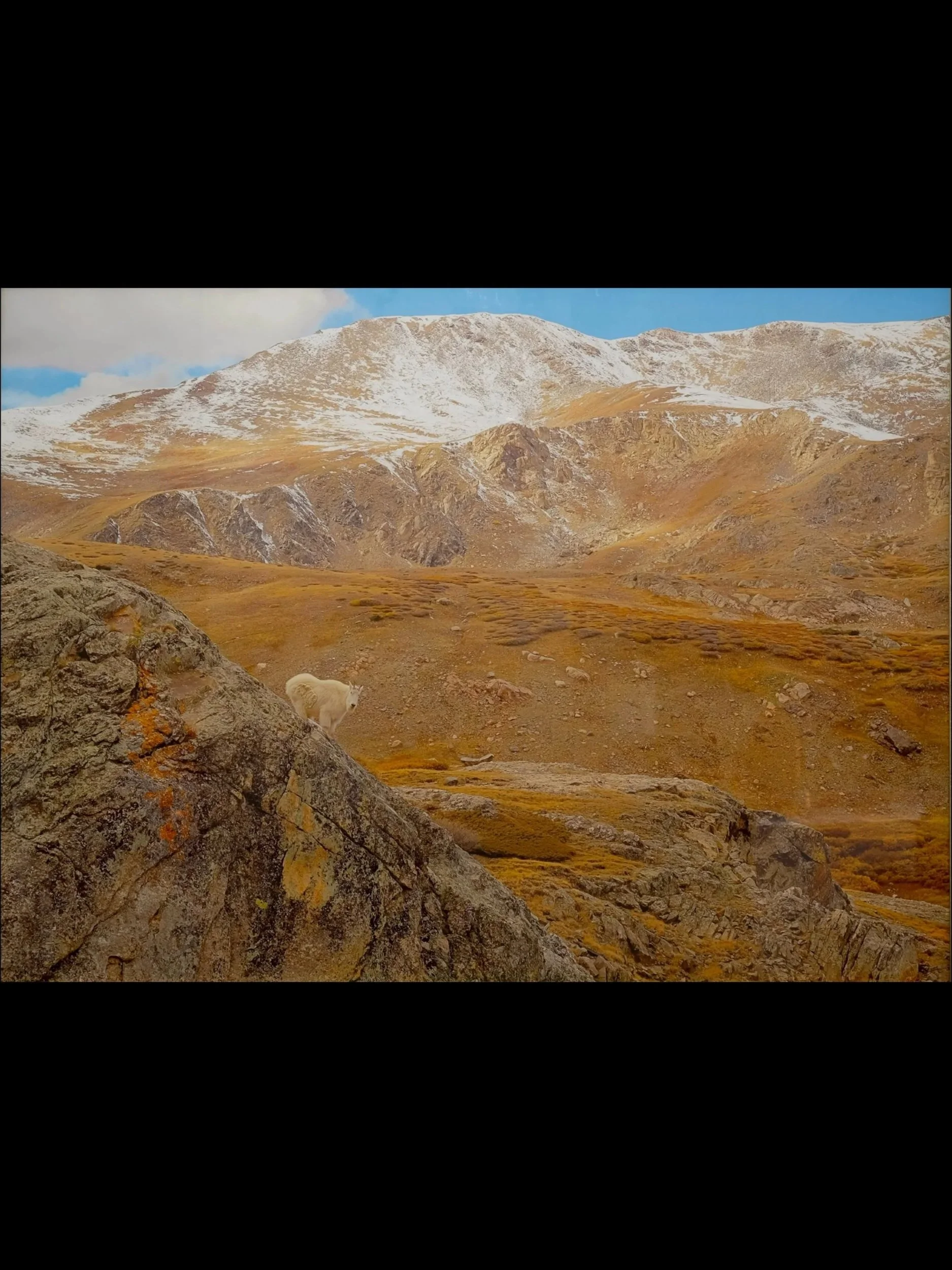 "American Mountain Goat"