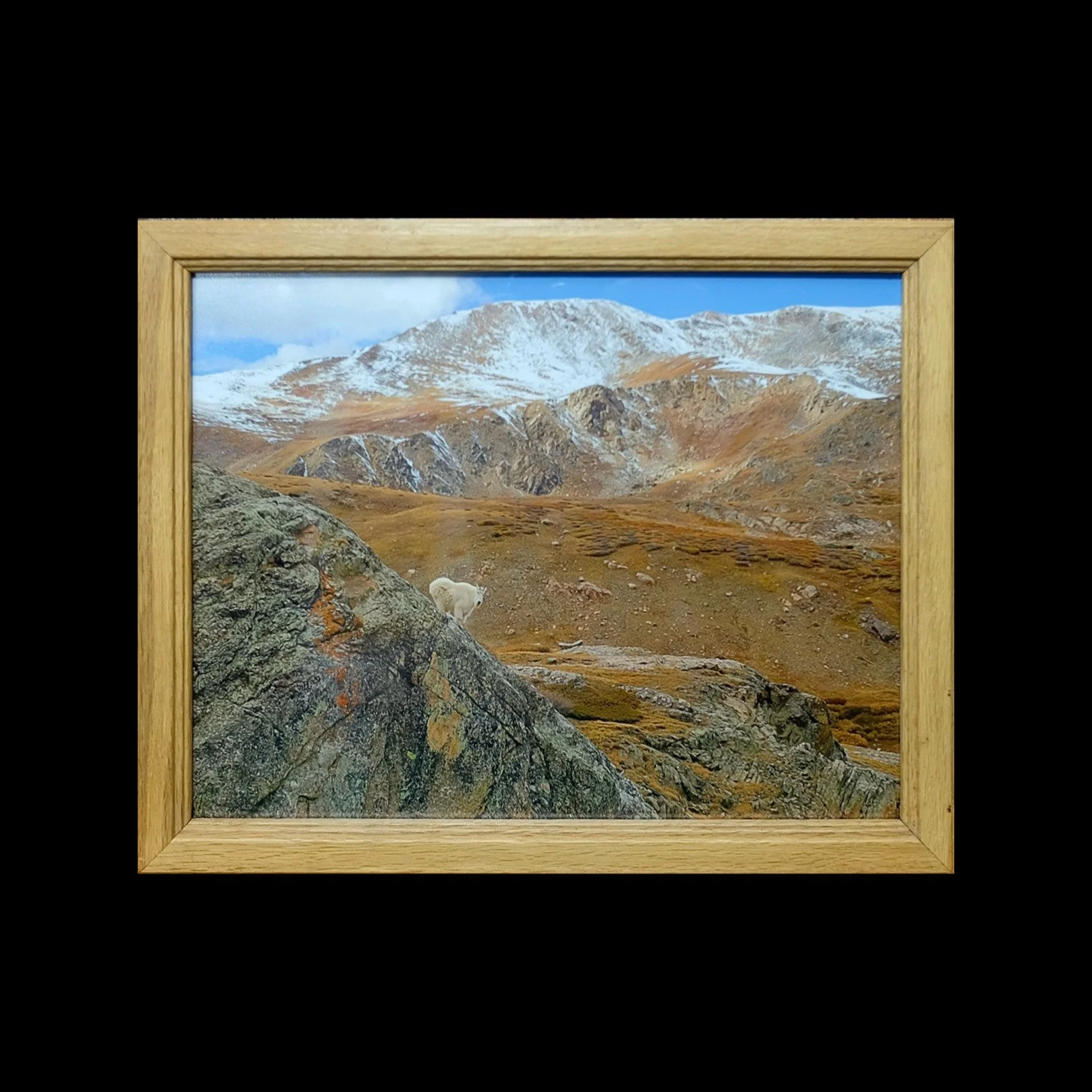 "American Mountain Goat" 10"x13"
