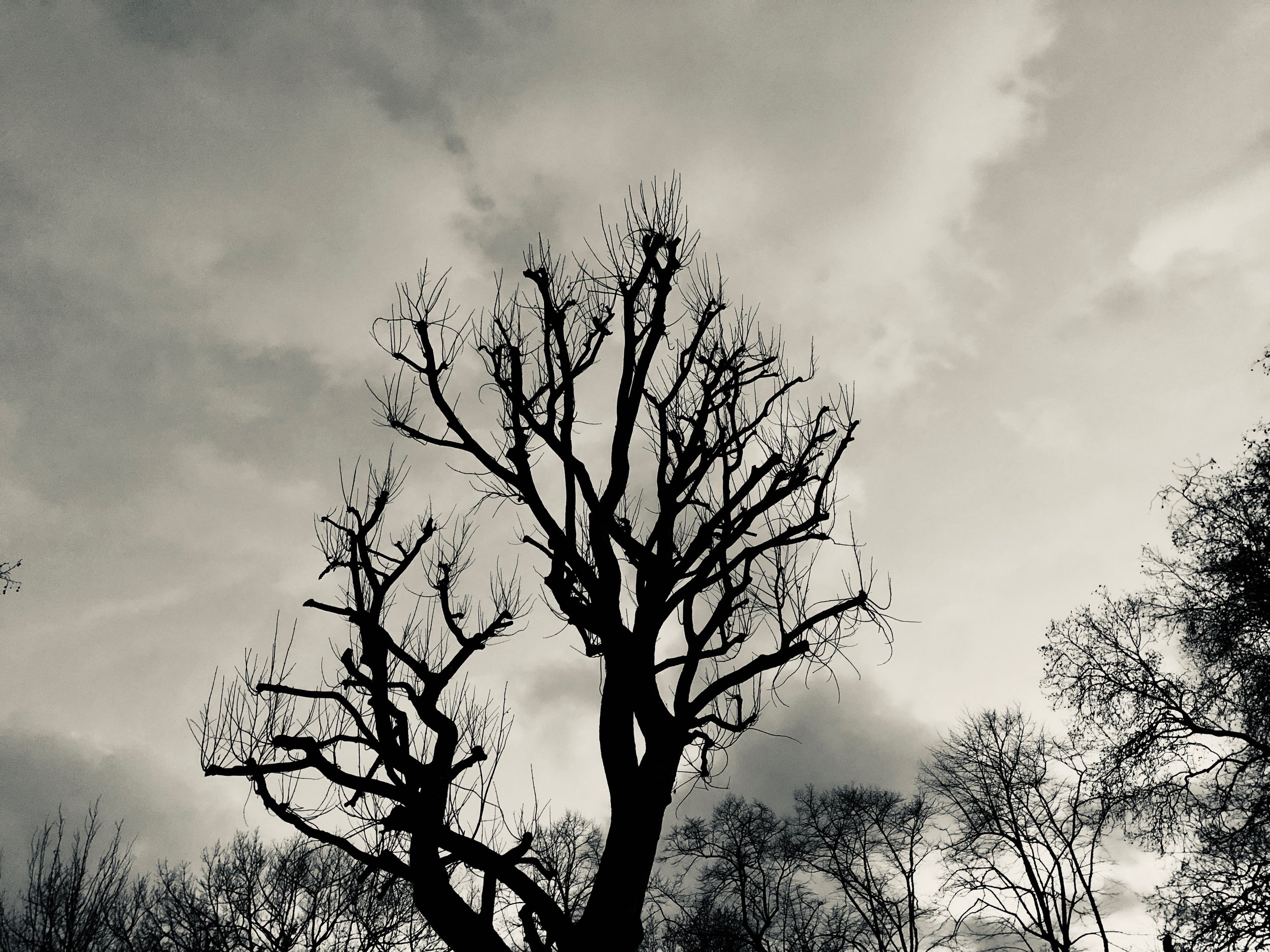 Shadows Jan 27 2022 Final - 40.jpeg