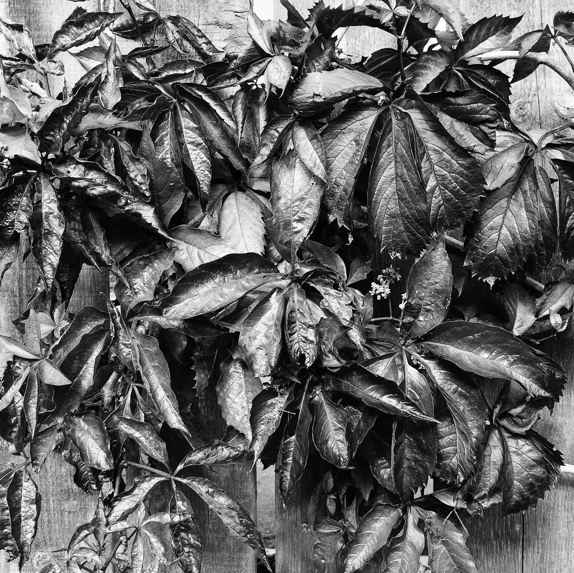 Shadows Jan 27 2022 Final - 70.jpeg