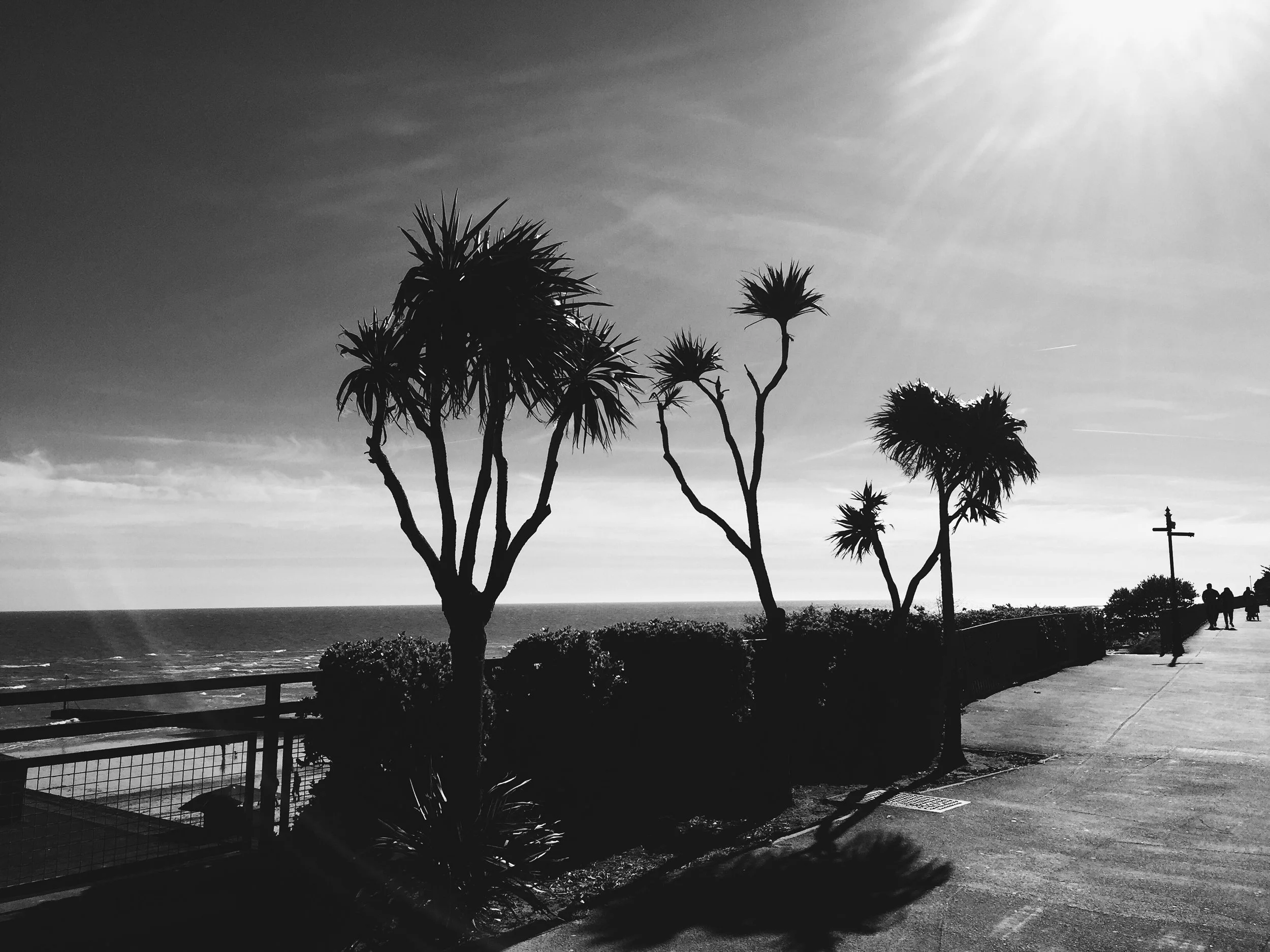 Shadows Jan 27 2022 Final - 39.jpeg