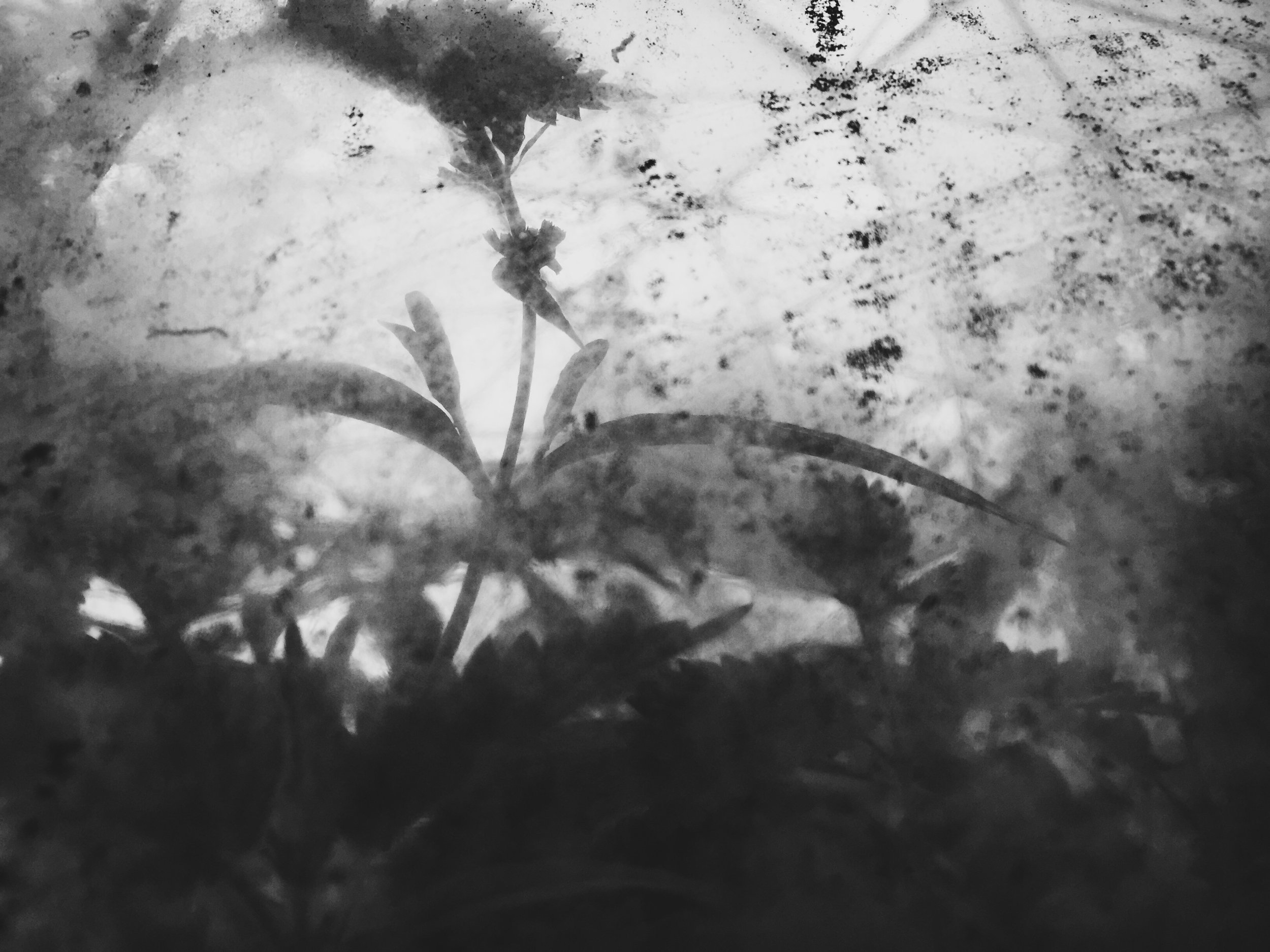 Shadows Jan 27 2022 Final - 68.jpeg