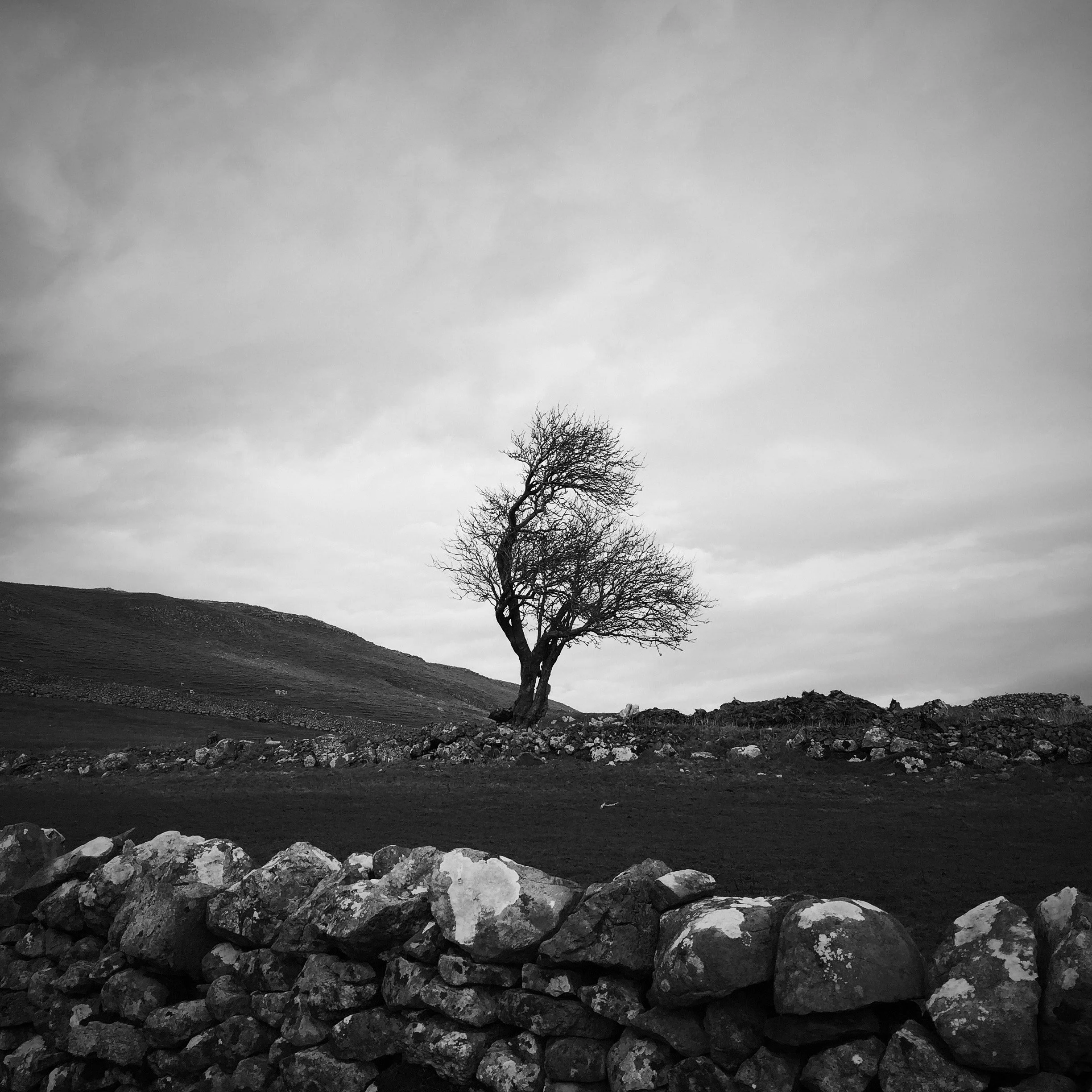 Shadows Jan 27 2022 Final - 24.jpeg