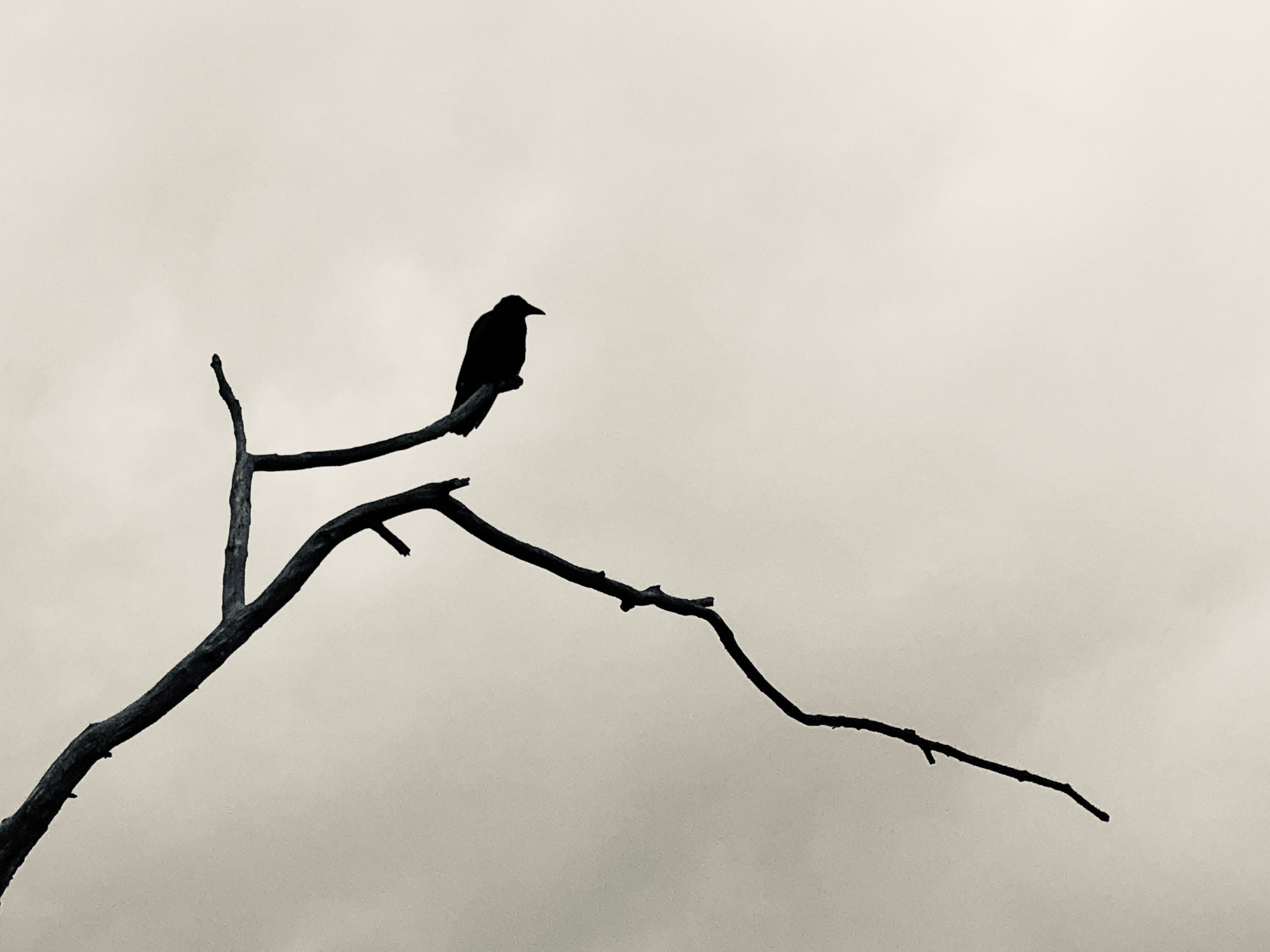 Shadows Jan 27 2022 Final - 2.jpeg