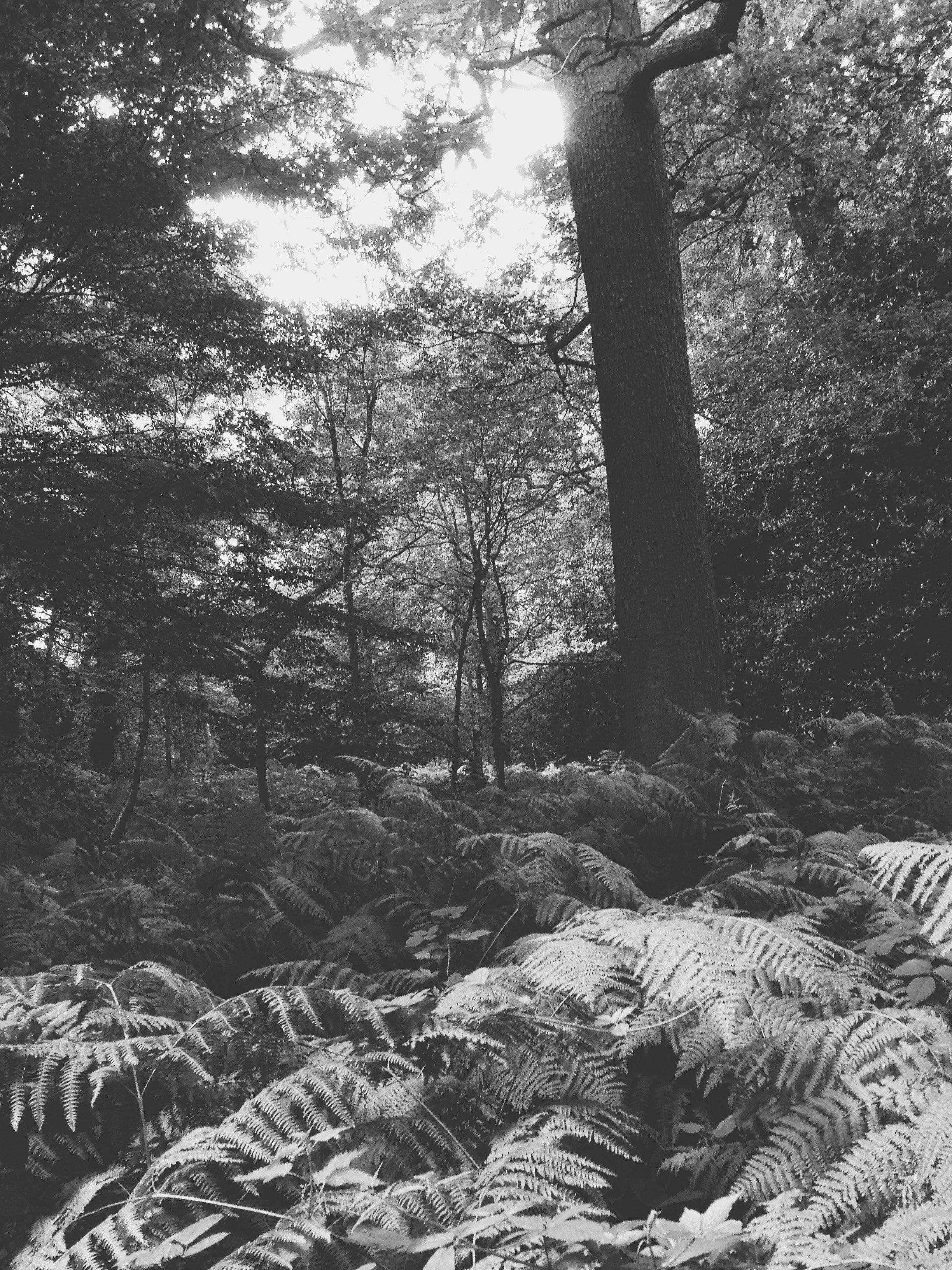 Shadows Jan 27 2022 Final - 37.jpeg