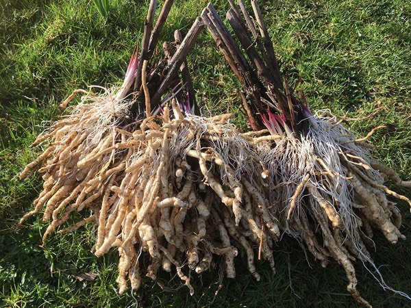 skirret.jpeg
