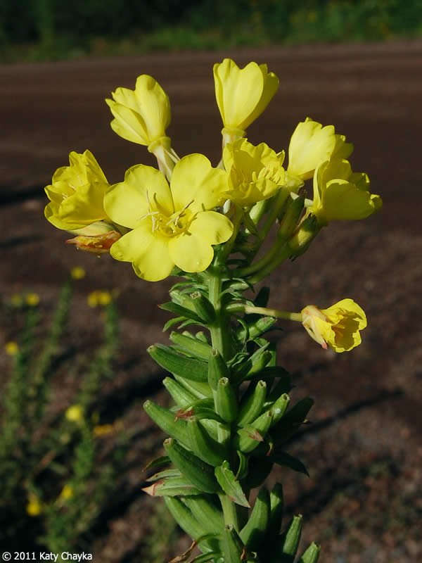 evening primrose.jpg