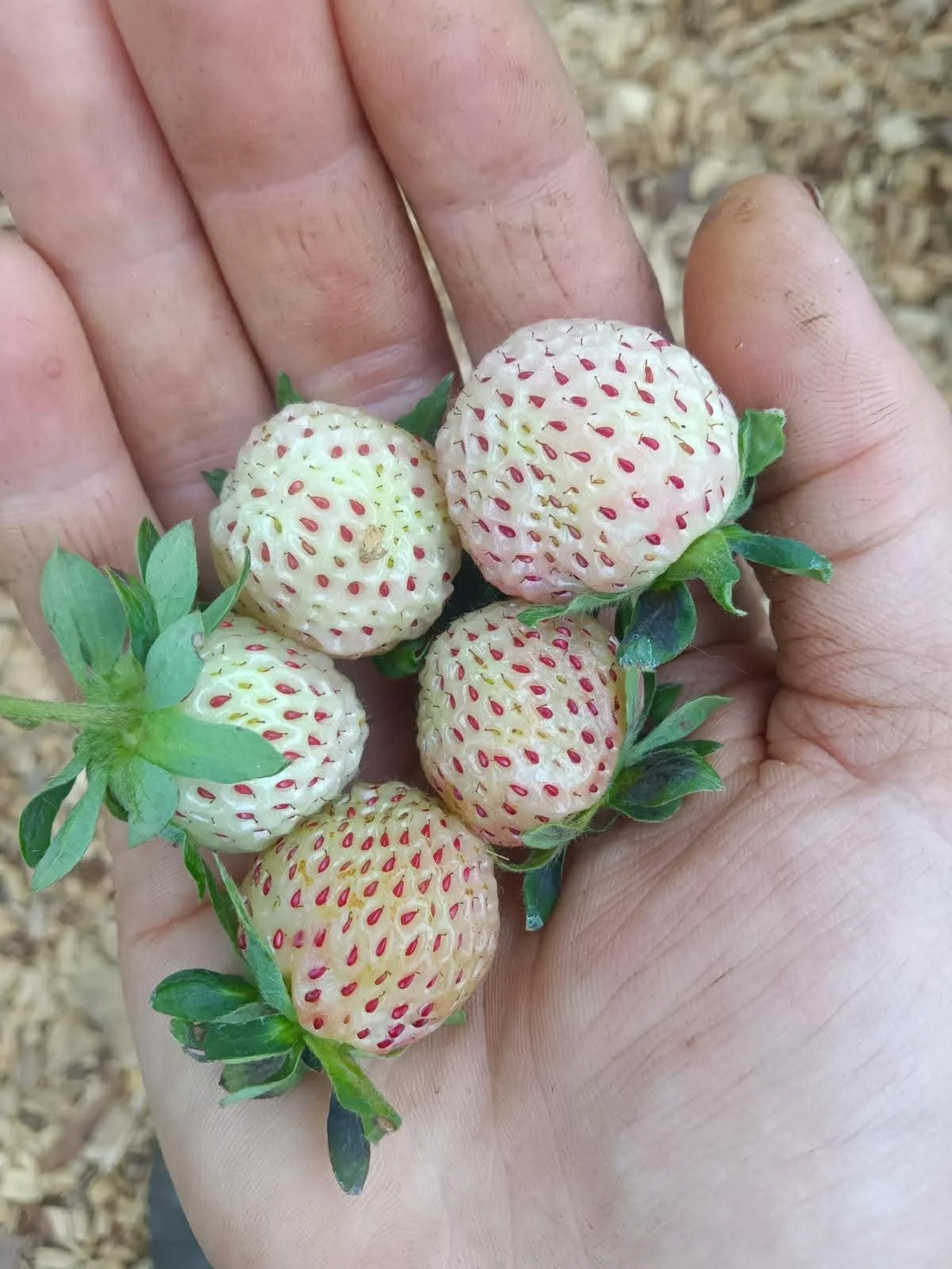 pineberry white strawberries bareroot plants