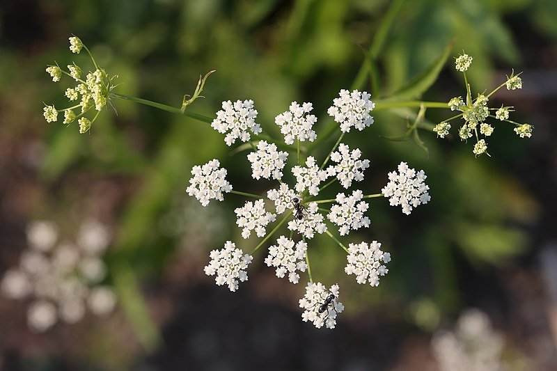 skirret1.jpg