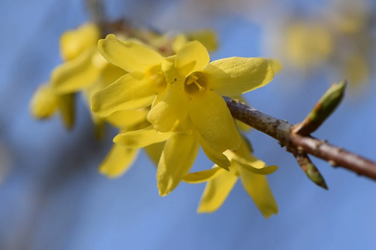 forsythiaa.jpg