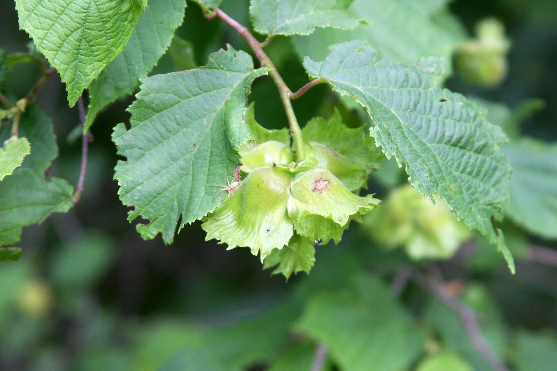 americanhazel3.jpg