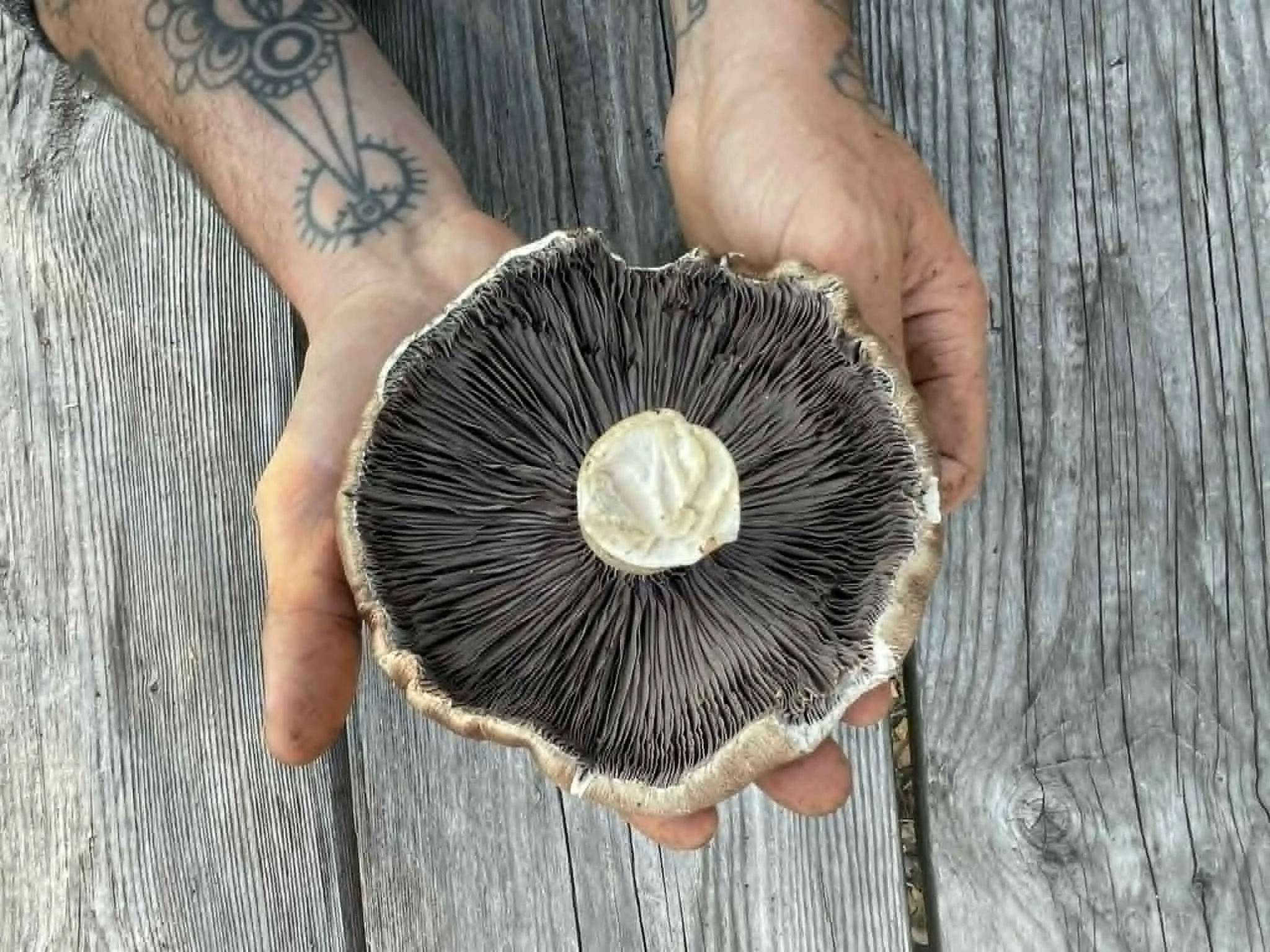 stropharia.jpg
