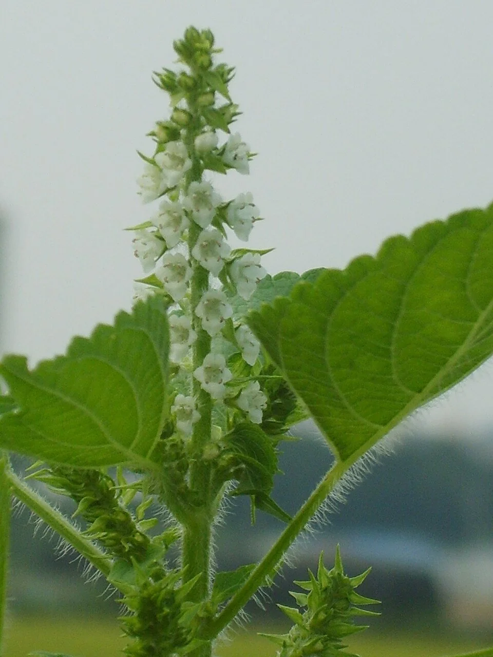 green shiso2.jpg