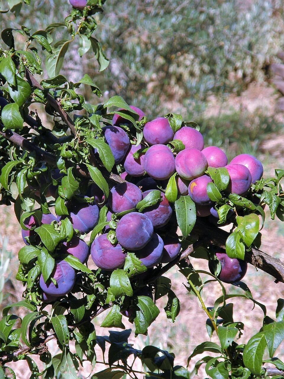 prune plum2.jpg