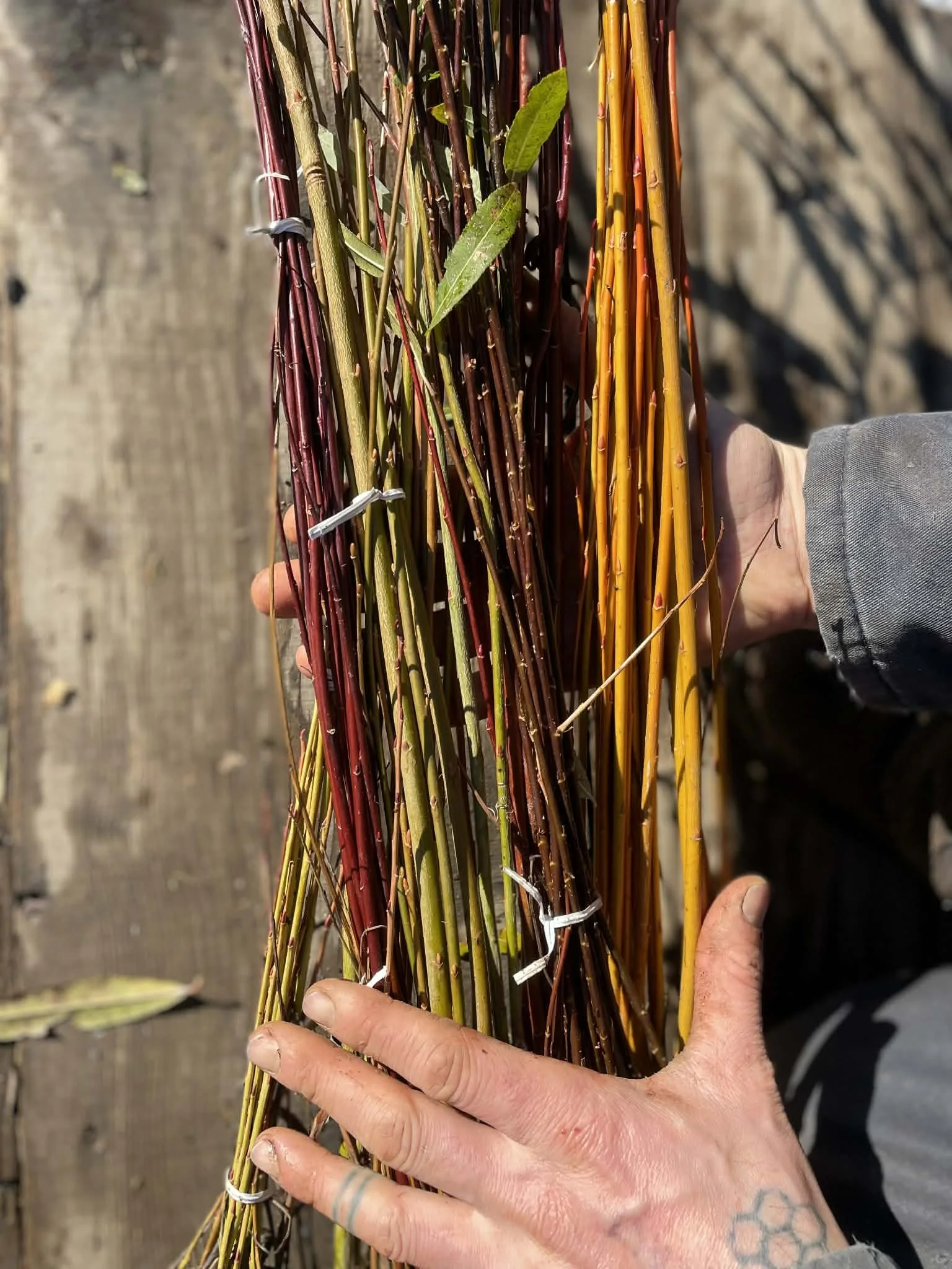 mixed basketry willow bundle (rooted cuttings)