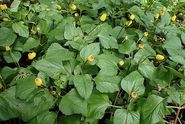 spilanthes2.jpg