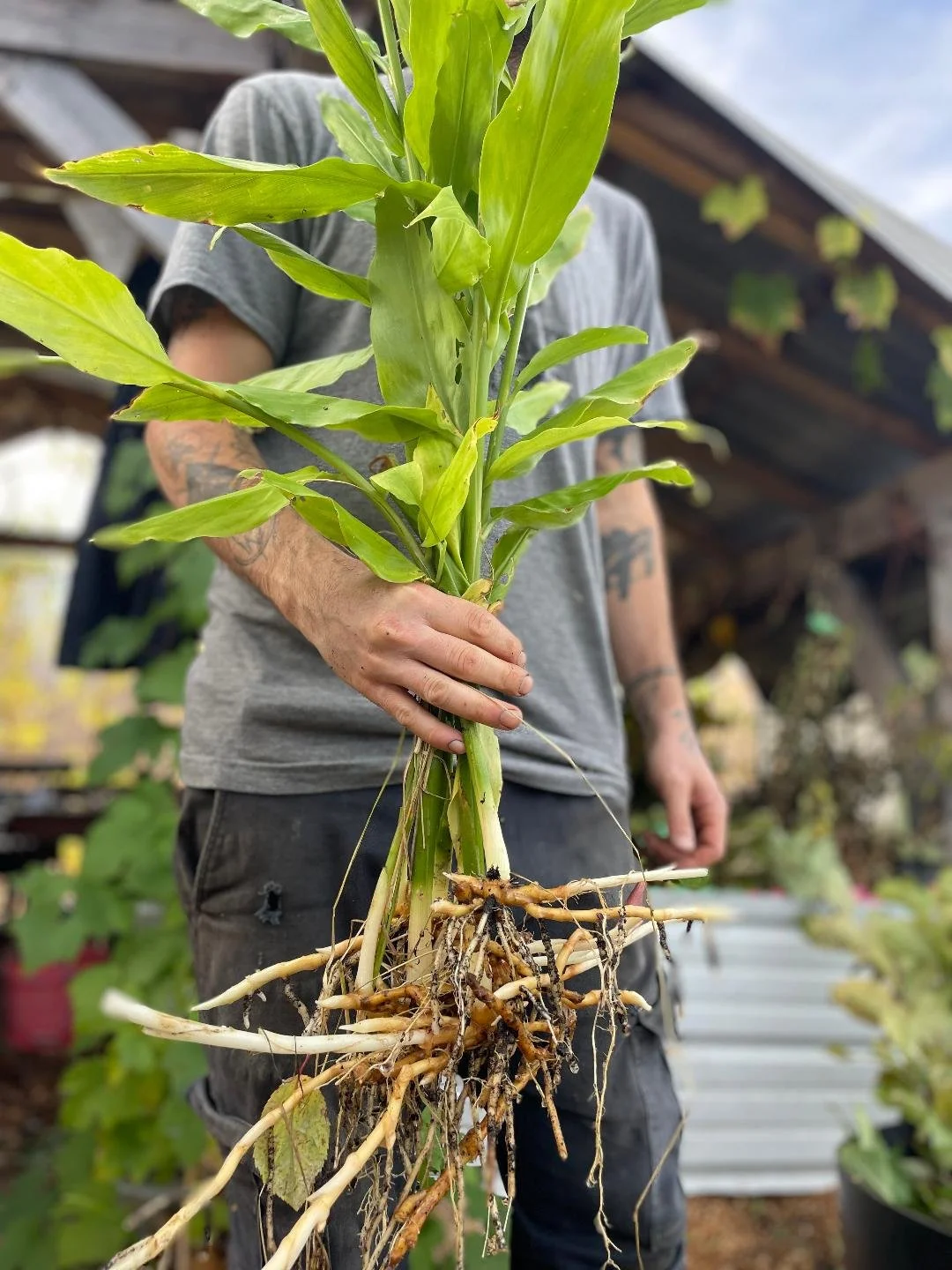 myoga ginger.jpg