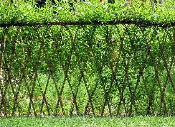 architectural willow rooted cuttings