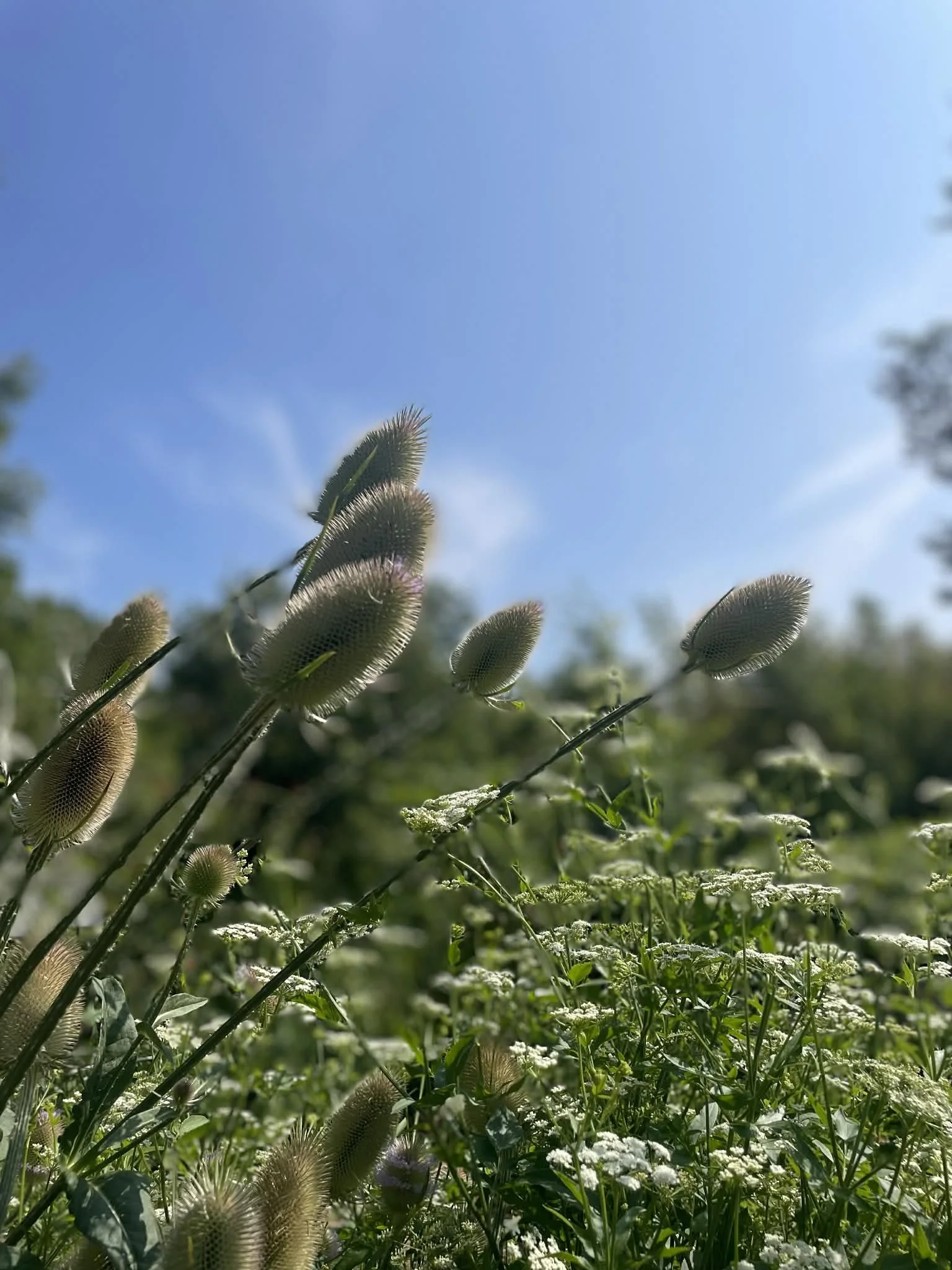 teasel seed