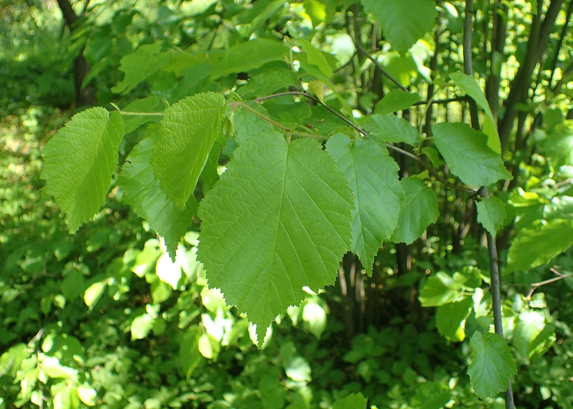 americanhazel2.jpg