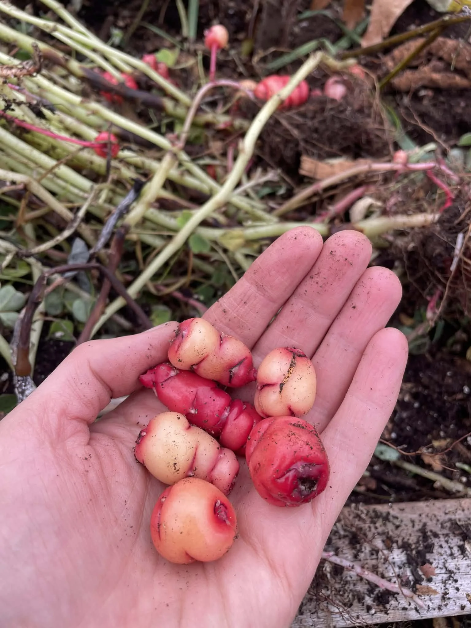 oca tubers (blush)