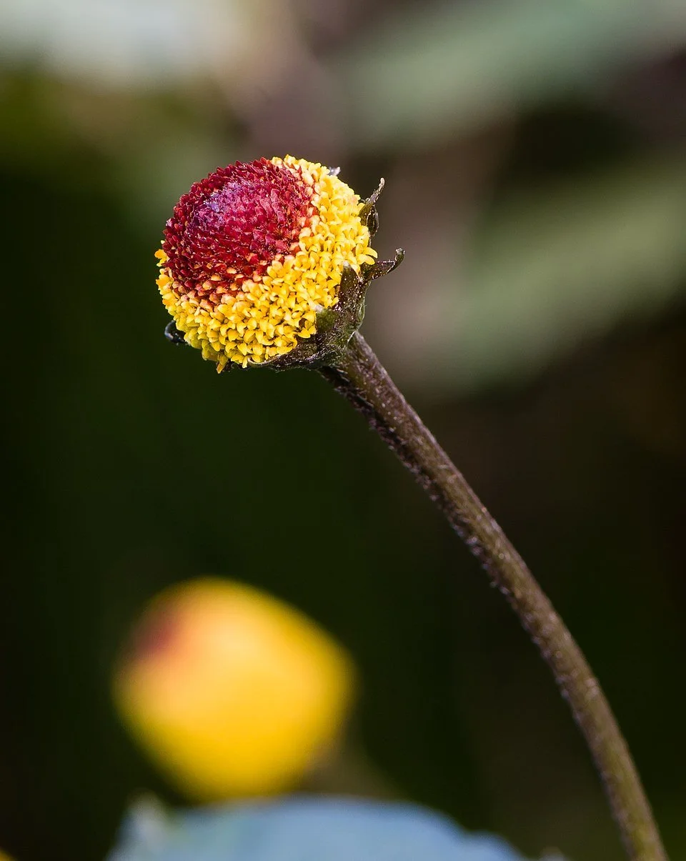 spilanthes.jpg