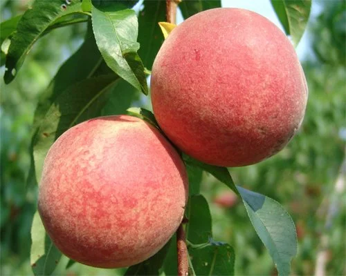 white peach sapling