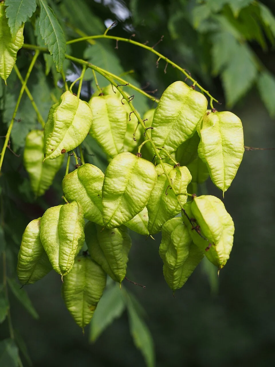 goldenraintree.jpg
