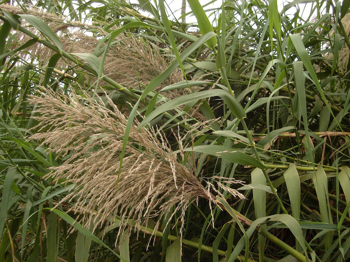 miscanthus2.jpg