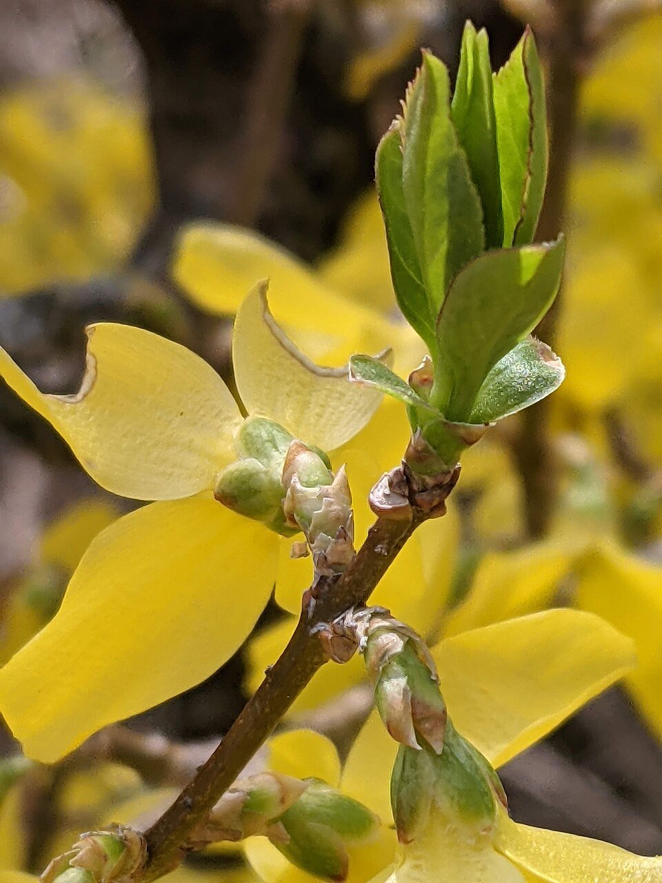 forsythia.jpg