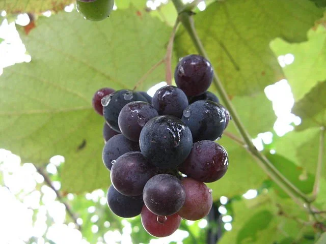 coronation grape cuttings