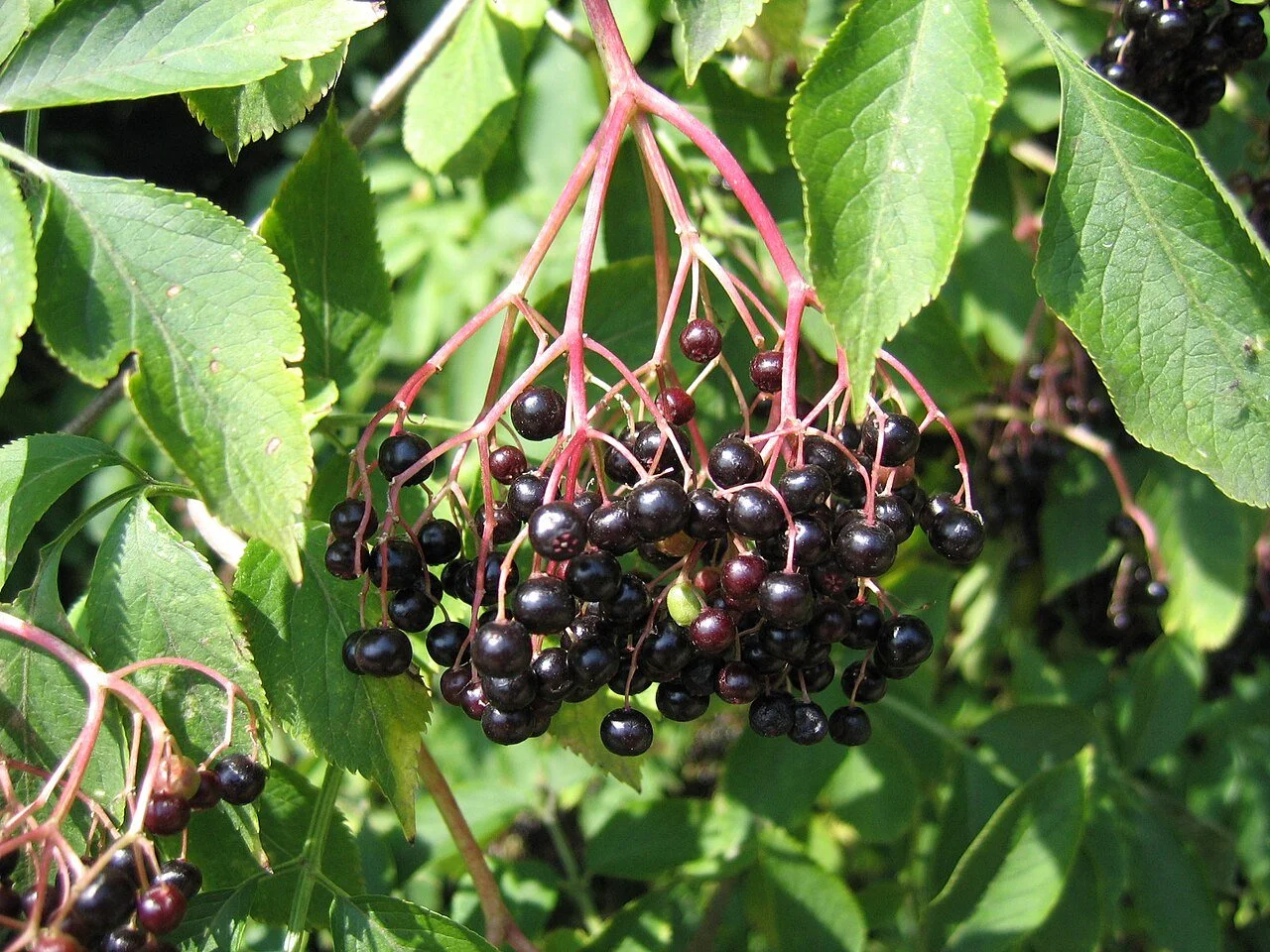 elderberry cuttings (unrooted)