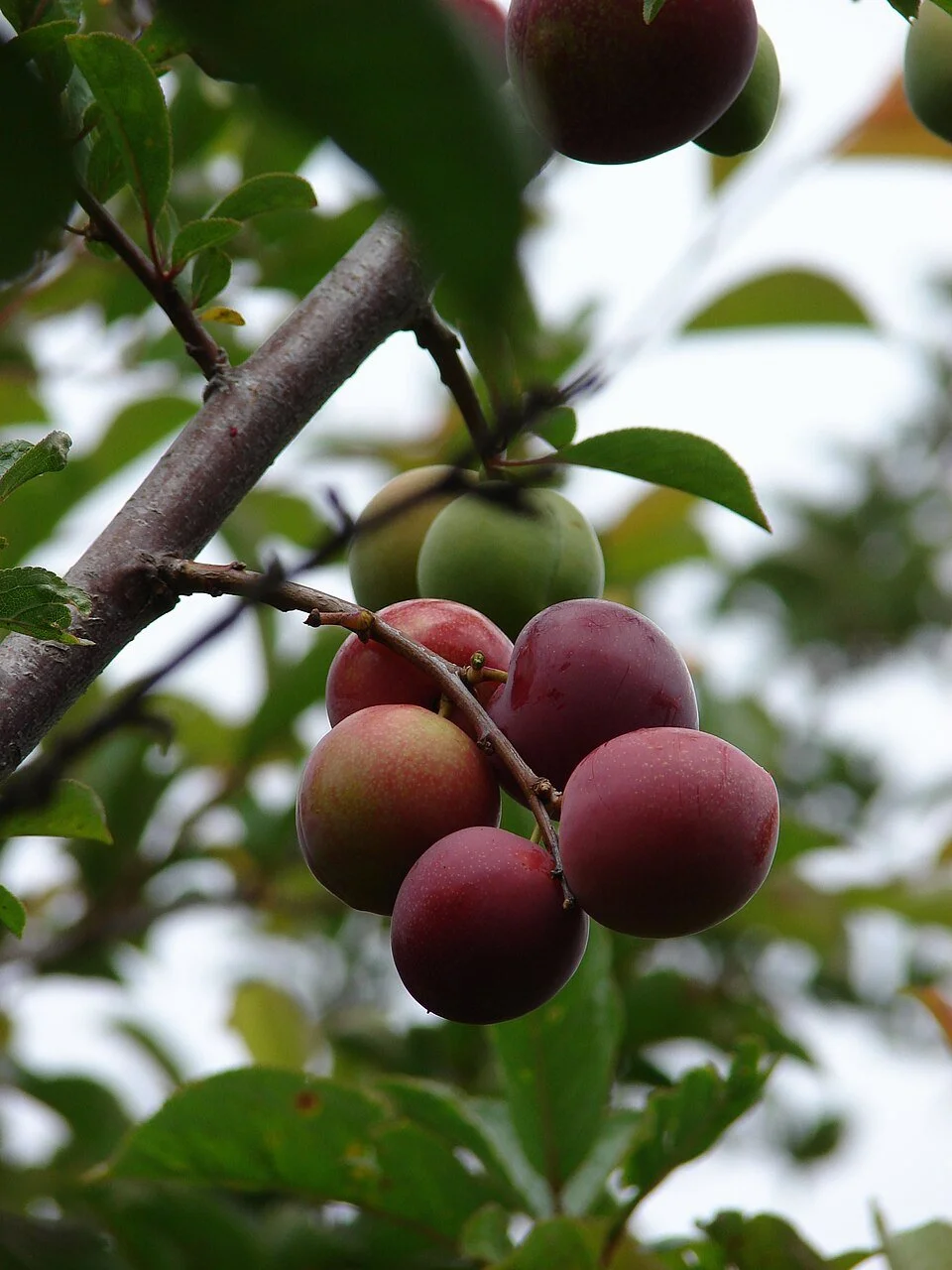 burbankplum.jpg
