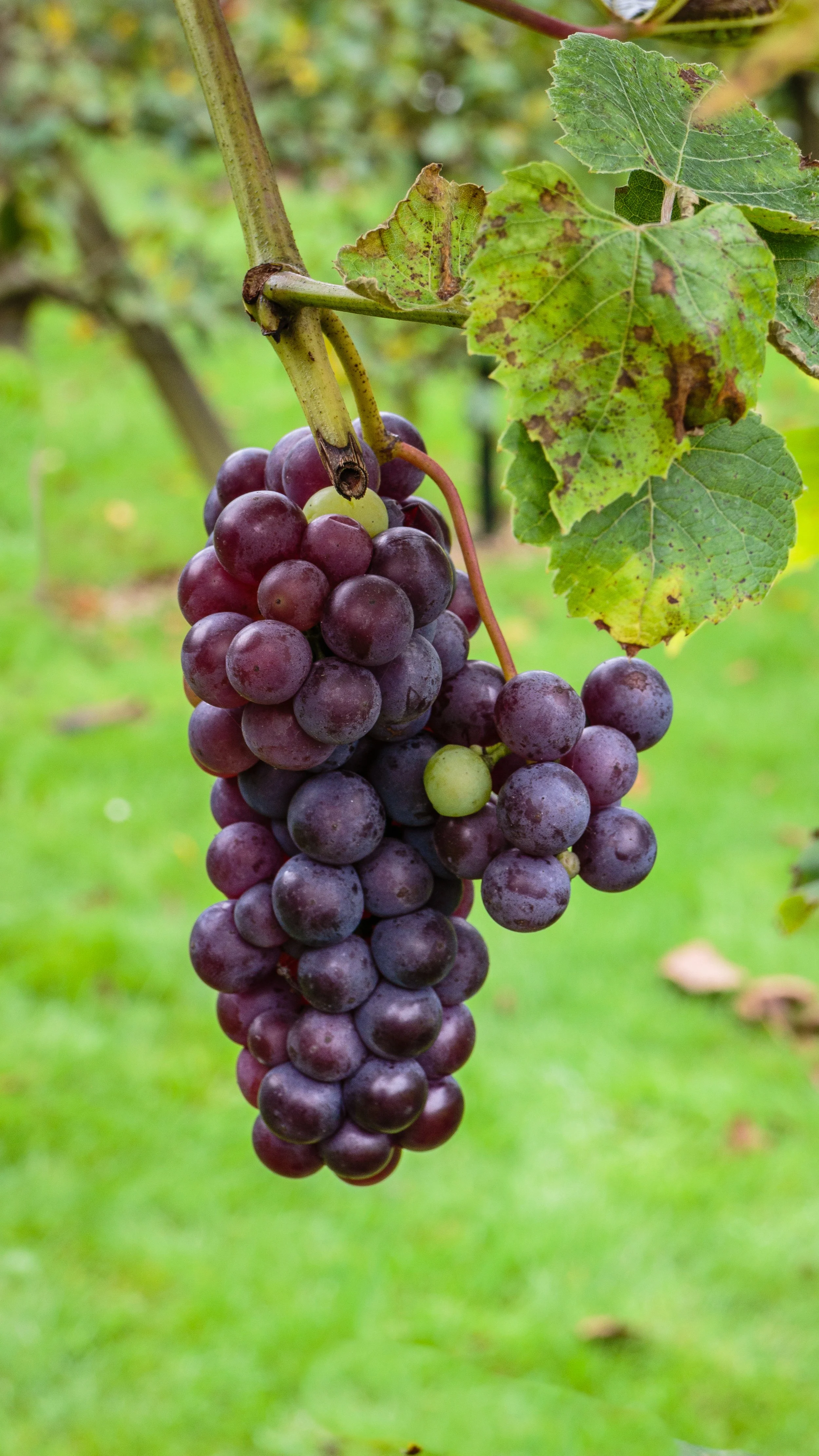 redwinegrape.jpg