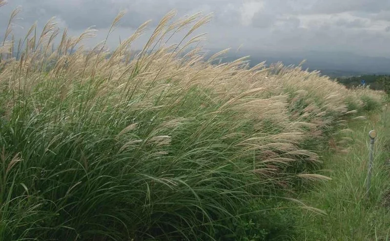 miscanthus.jpg
