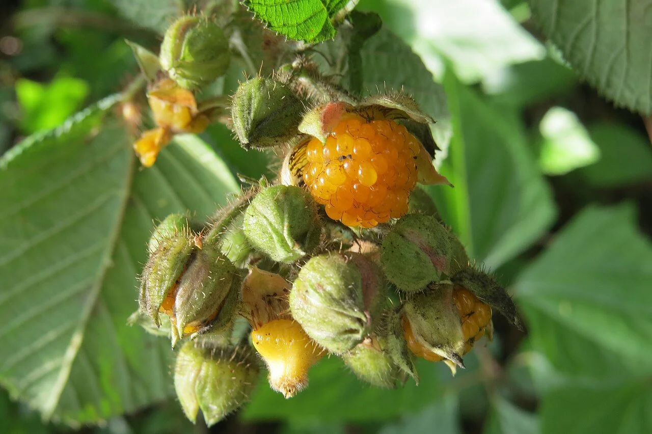 yellow raspberry.jpg
