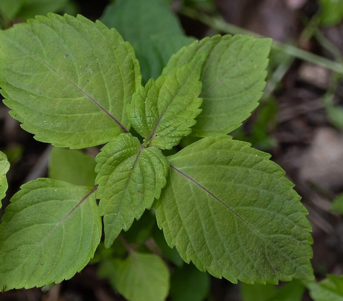 green shiso.jpg