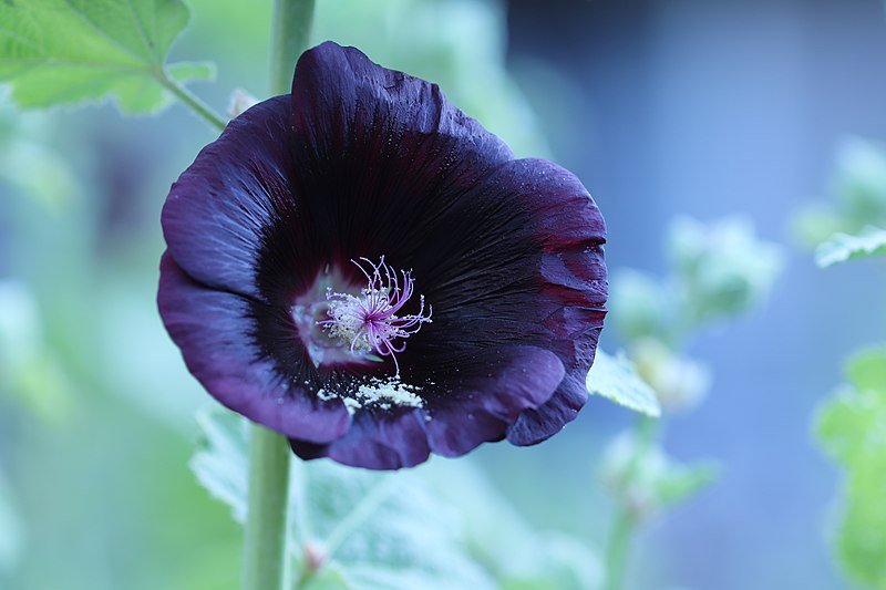 blackholly.jpg