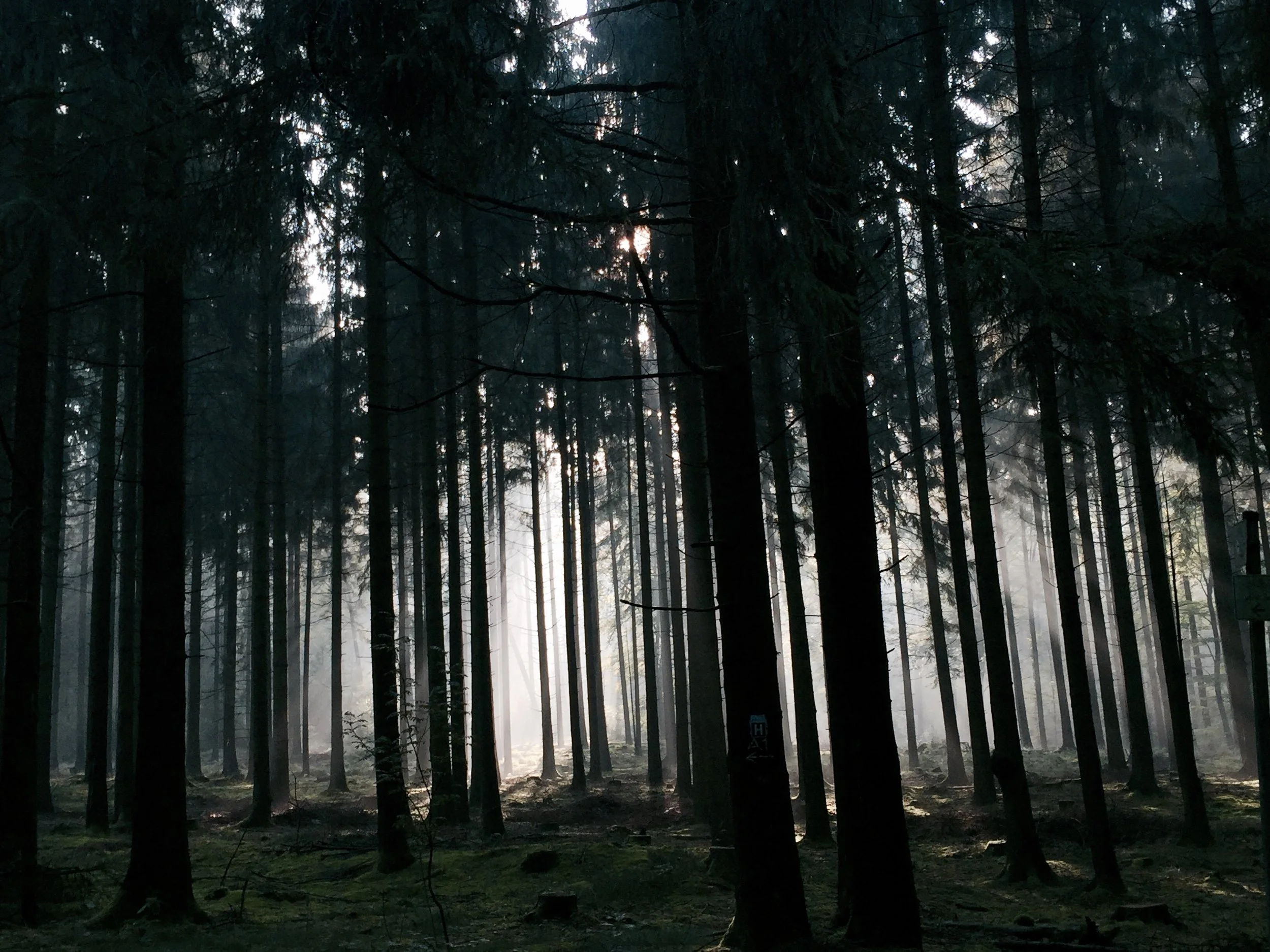 Wandelen in het Teutoburgerwald