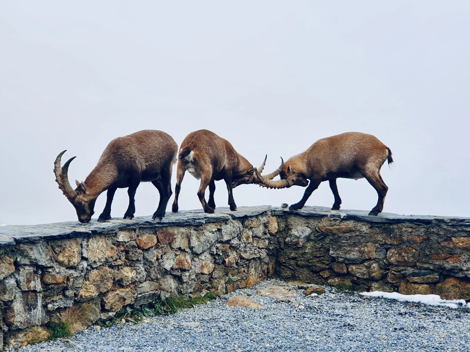 Huttentocht Grindelwald, Zwitserland