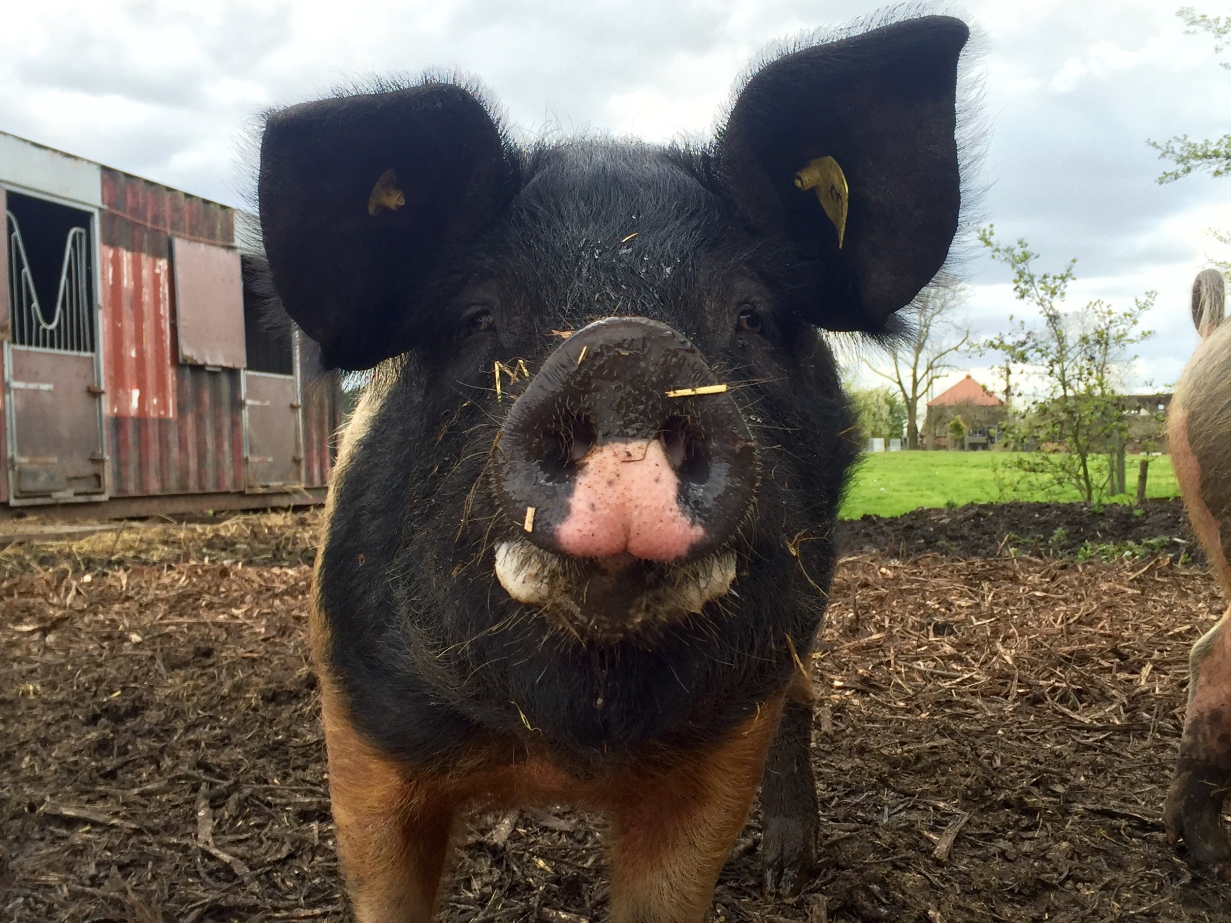 5x boodschappen doen bij de boerderie