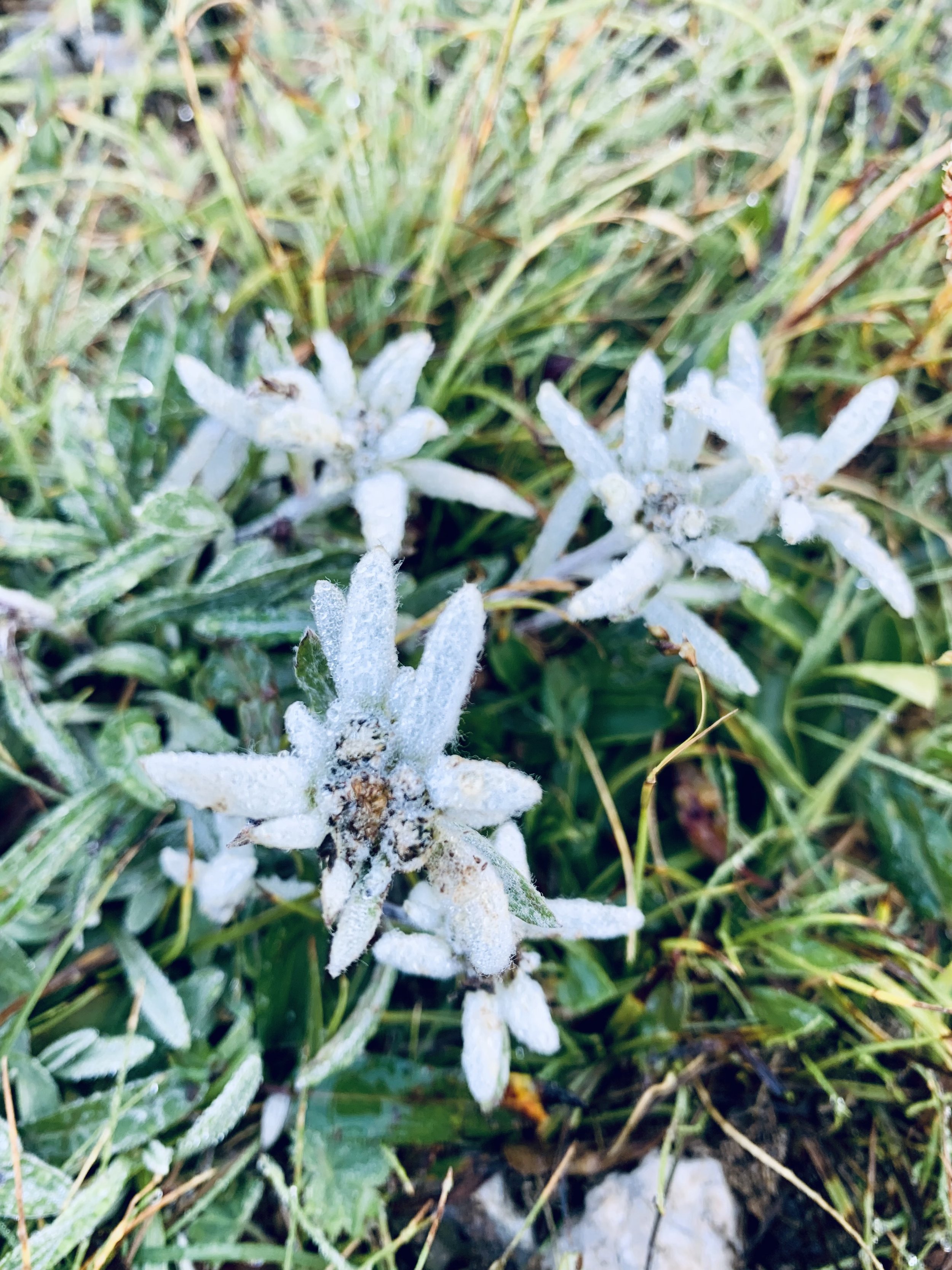 Huttentocht door de Julische Alpen van Slovenië