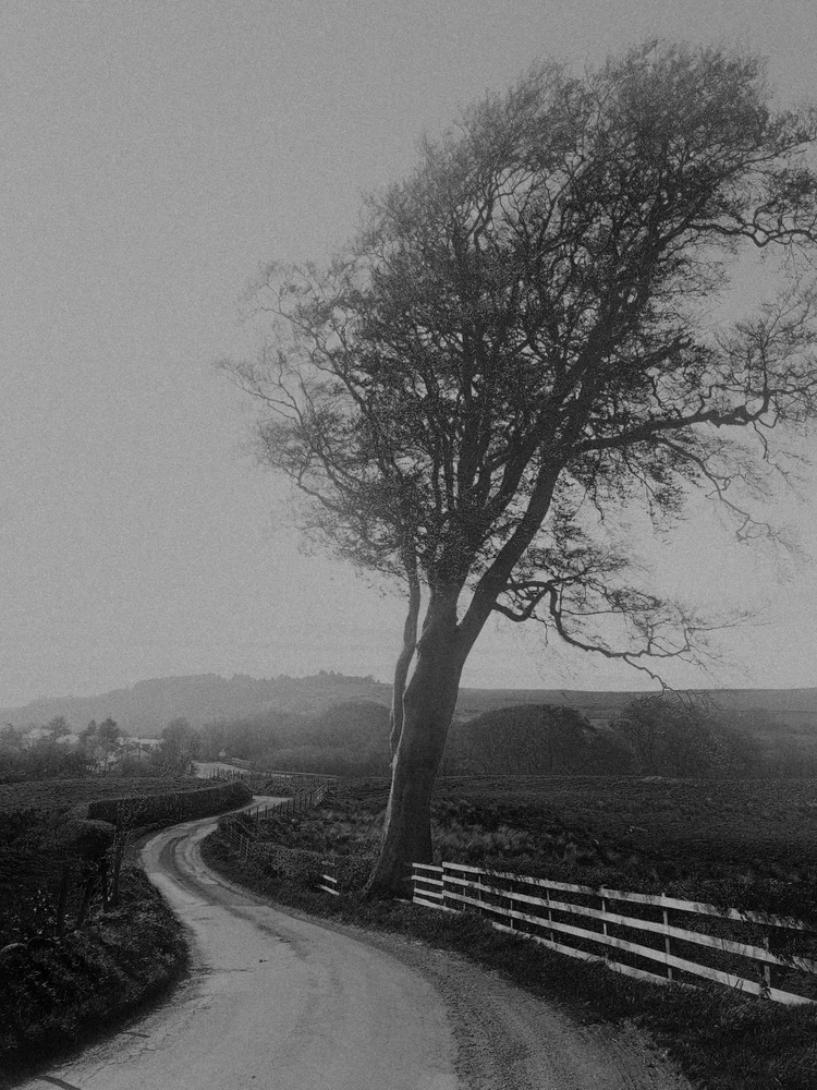 tree wind bw