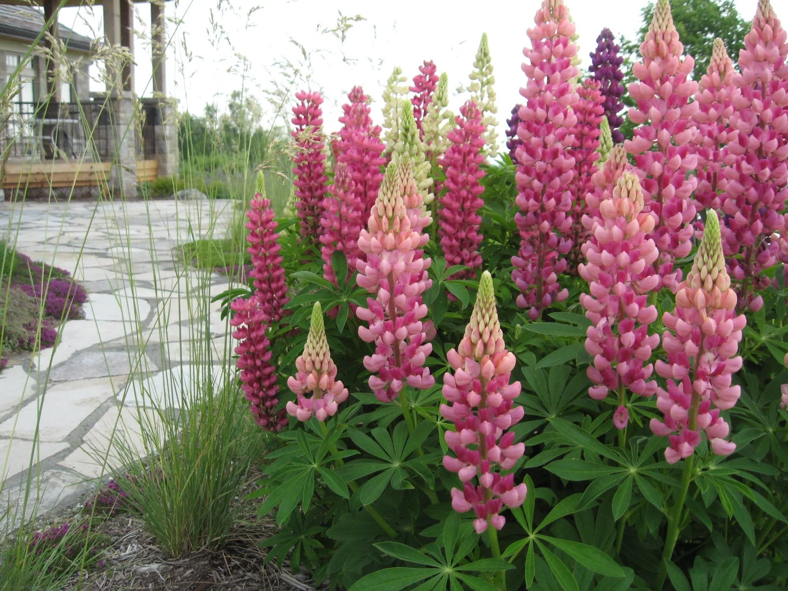 Flowering Lupins