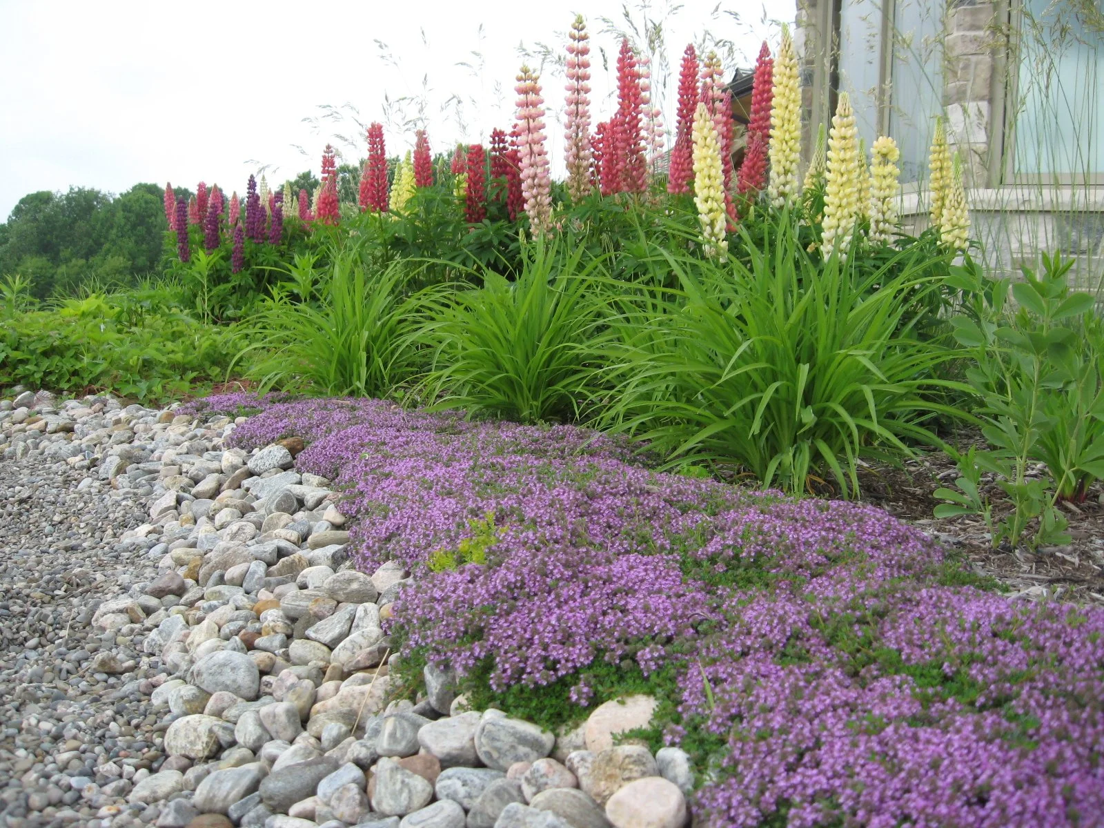 Lupins and Thyme