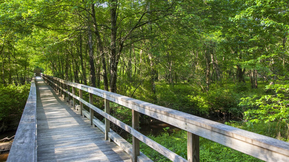 TotopotomoyCreekBattlefieldPark_RichmondNatlBattlefieldPark_BarrettDoherty_2018-06.jpg