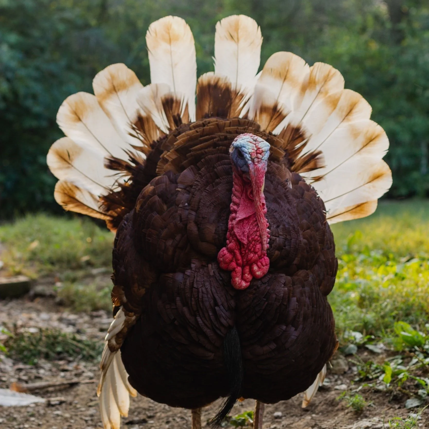 Turkey Trot 5K / 10K